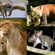 Image for article titled The one myth about cats that's actually true